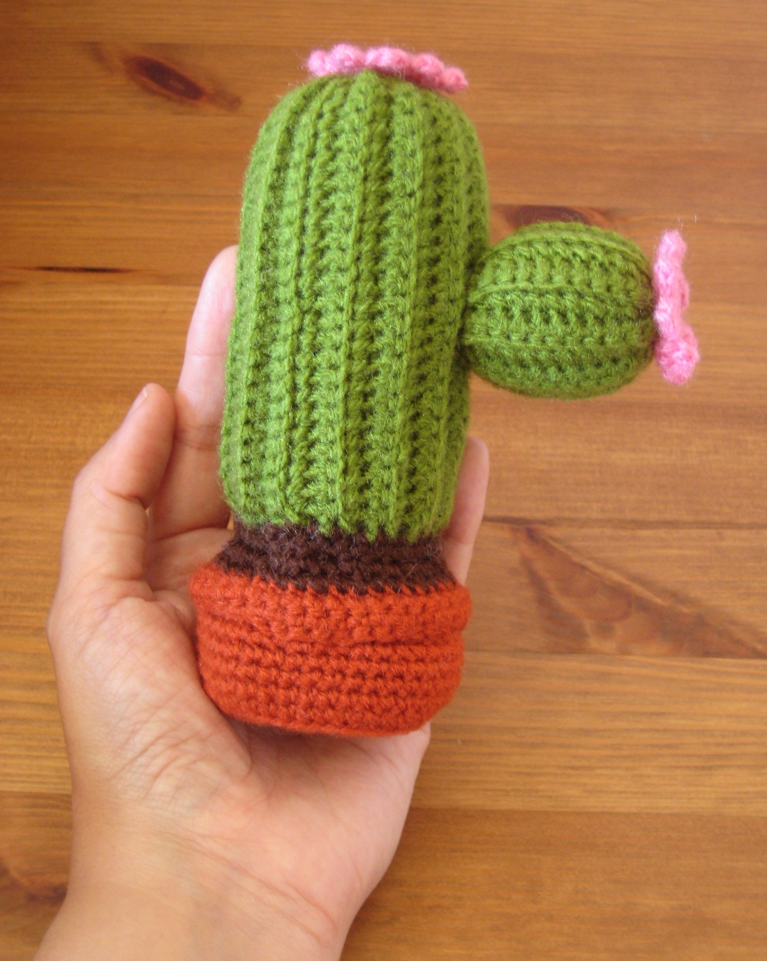Un cactus